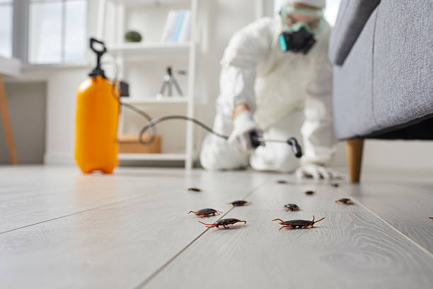 Post-Treatment Bed Bug Interceptor Monitoring in Piney